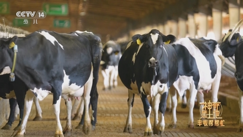 《智力快车》 20251216 神奇黑土地 丰收帮帮忙