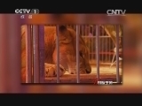 国际艺苑 《国际艺苑》 20131227 第32届蒙特卡洛国际杂技节