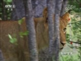 动物世界 《动物世界》 20180819 白狮的荒野故事（下）