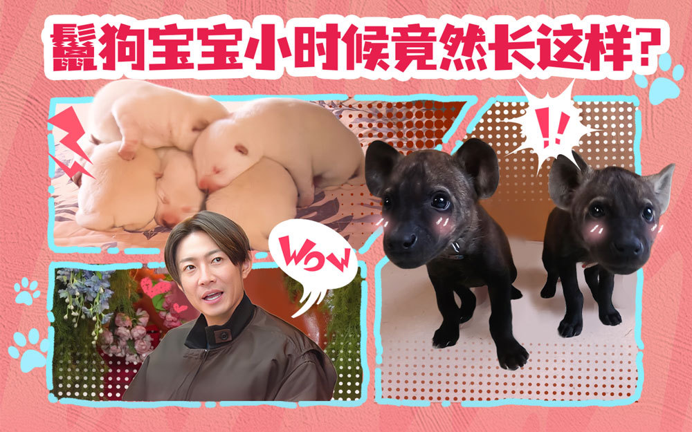I Love 大家的动物园 被遗弃13年的小狗第一次剪毛体验