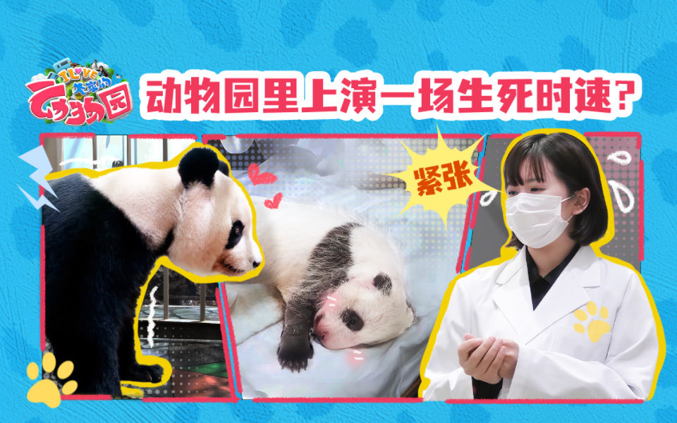 日本动物园里熊猫宝宝诞生记