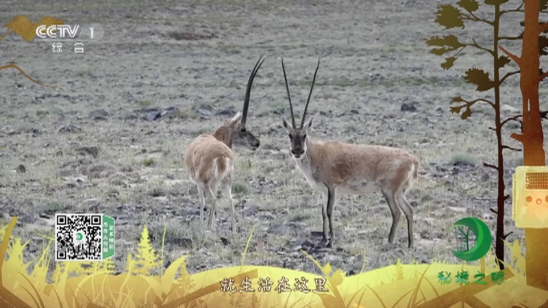 秘境之眼 《秘境之眼》 藏羚 20230403