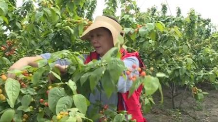 @所有人 湖州长兴县残联助力残疾农户采摘销售樱桃