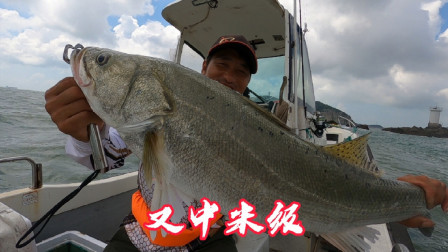 今天巨物扎堆出现，阿杰一个人狂钓80多斤海鲈，又是大丰收的一天