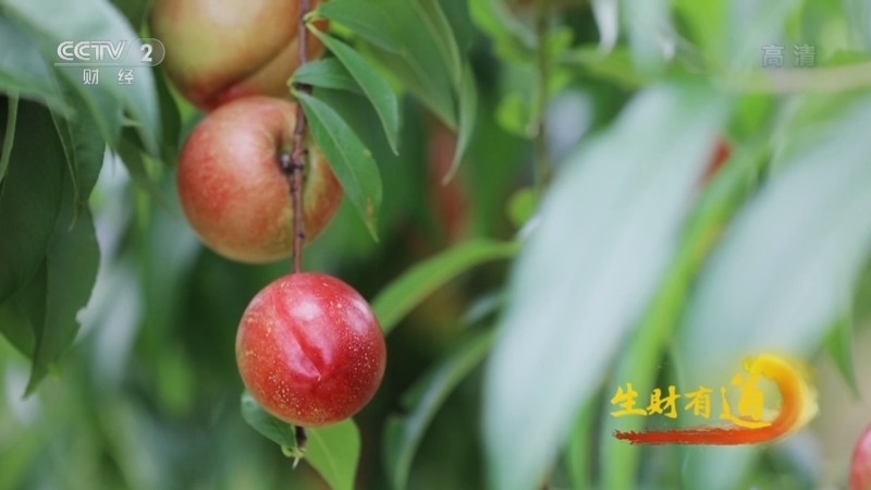 生财有道 《生财有道》 20220802 山村新面貌 返乡创业正当时