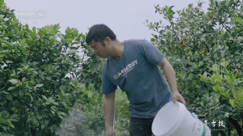 《老区乡村梦》 第1集 热土脐橙丰