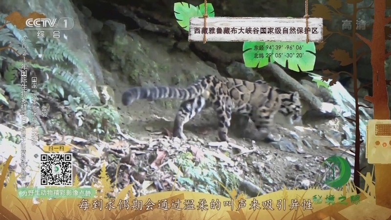 《秘境之眼》 云豹/豹/豹猫/荒漠猫 20210531