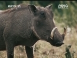 自然传奇 《自然传奇》 20140420 狂野非洲 3