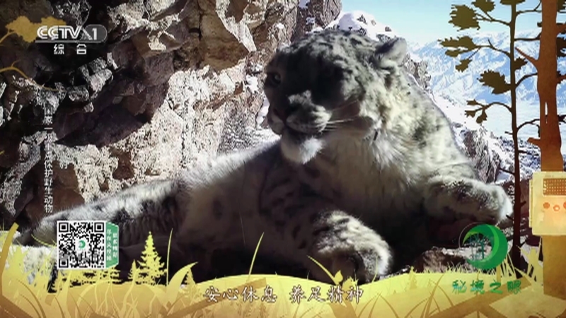 秘境之眼 《秘境之眼》 东北虎/猞猁/梅花鹿/雪豹 20230131
