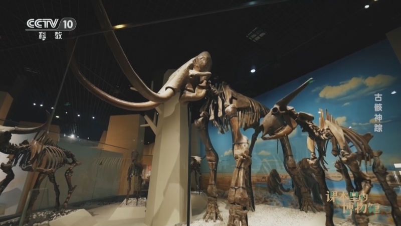 《课本里的博物馆》 20260227 古骸神踪