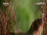 自然传奇 《自然传奇》 20170720 最怪异的动物
