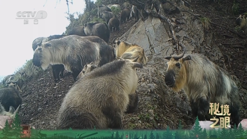 《秘境之眼》 四川羚牛 20260221