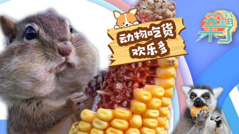 笑霸来了欢畅版 为了吃，面子都不要了