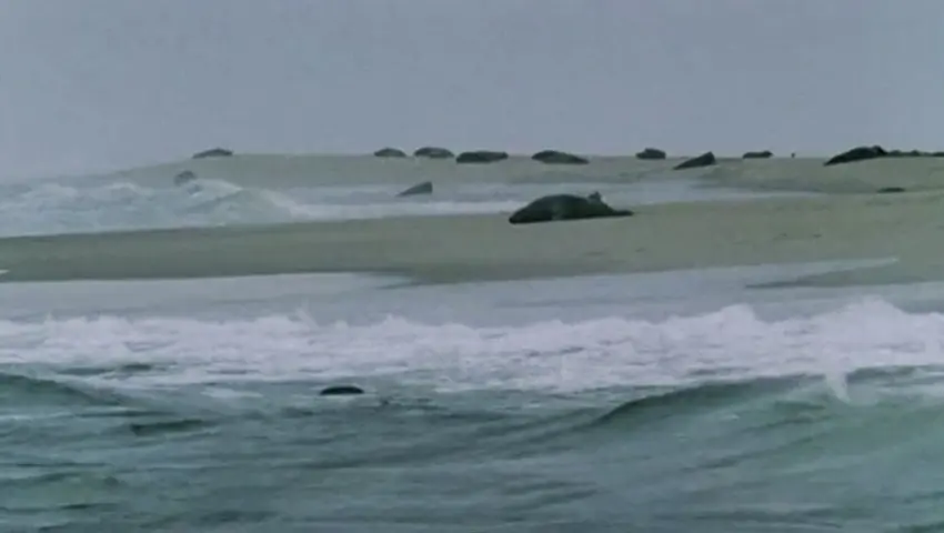 《蓝色星球》第5集