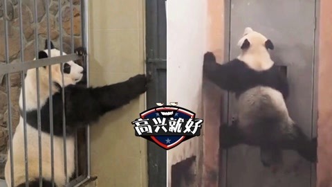 成精大熊猫神技大pk！个个都身怀绝技啊！
