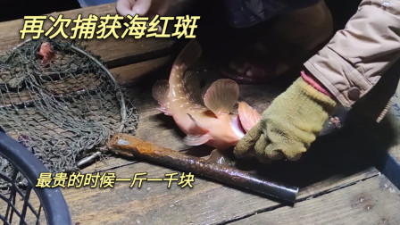 南澳岛赶海日记 彪哥准备在外海捕鱼两天一天夜，抓到这种红色石斑鱼，最贵时要一千元一斤