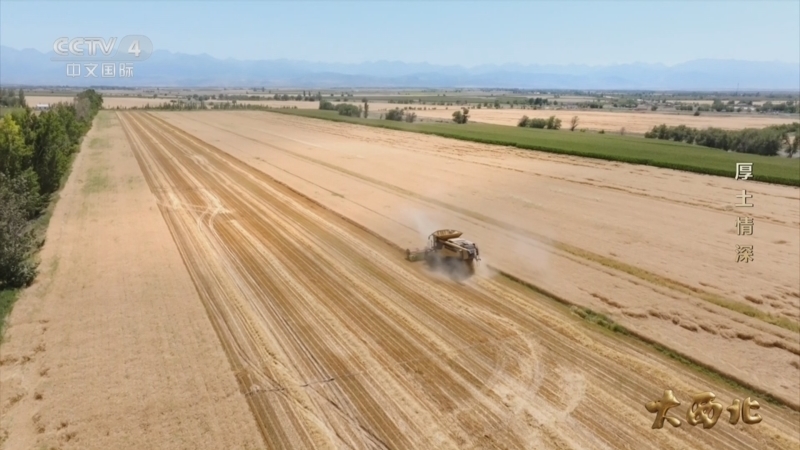 《大西北》 第8集 厚土情深
