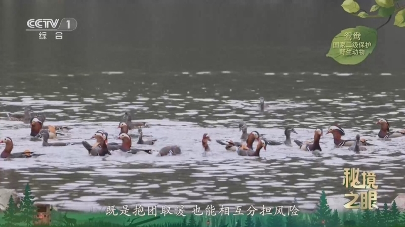 秘境之眼 《秘境之眼》 鸳鸯 20260626