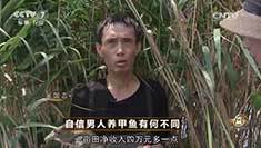 致富经 [致富经]自信男人养甲鱼有何不同 20160921