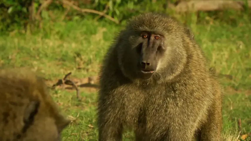 《塞伦盖蒂》第3集