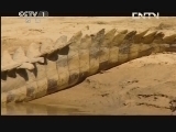 动物世界 《动物世界》 20130622 旱季三巨头