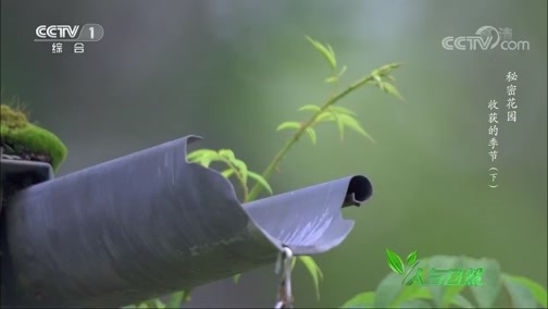 人与自然 《人与自然》 20200502 秘密花园——收获的季节（下）