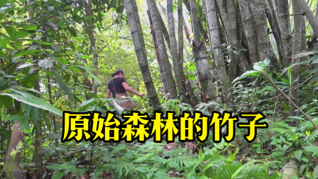 原始丛林人苏门答腊 第二季 独自在原始森林流浪，这么粗的竹子你见过吗？要成精了