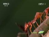 人与自然 《人与自然》 20141001 人物亲历：大蜜蜂家族（上）