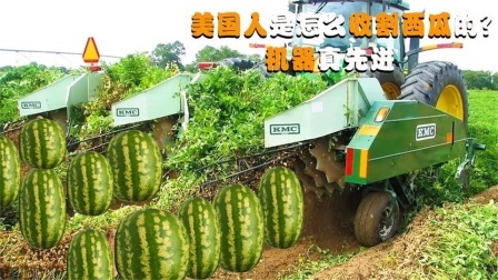 机械控 美国人是怎么收割西瓜的？全自动机械化，采摘效率很高吗