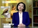 微讲堂 2015 《诗经》我读之《鹊巢》150327
