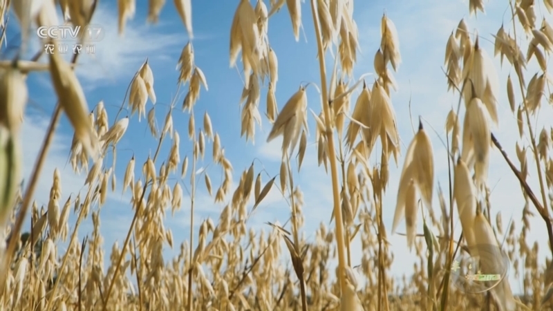 《谁知盘中餐》 20251202 丰收来敲门 好味道挖出来