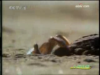 人与自然 人与自然 螃蟹、蝎子的爪子
