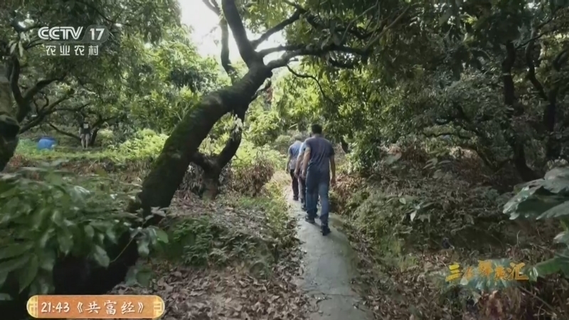 三农群英汇 《三农群英汇》 20260706 荔枝园里的老行家