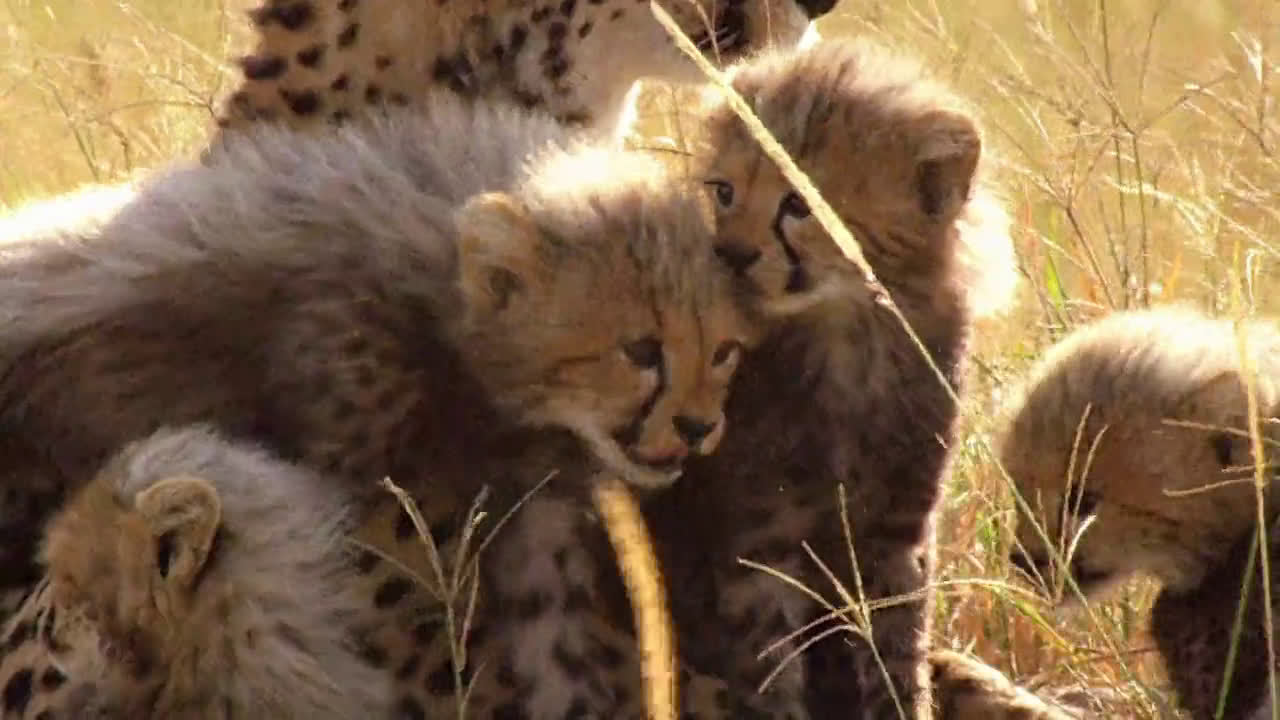 Born to Hunt 为打猎而生的新生活