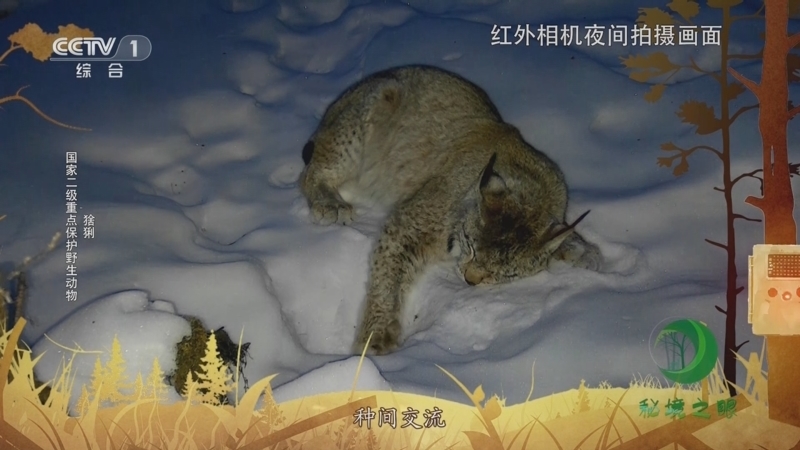 秘境之眼 《秘境之眼》 貂熊/猞猁 20230725