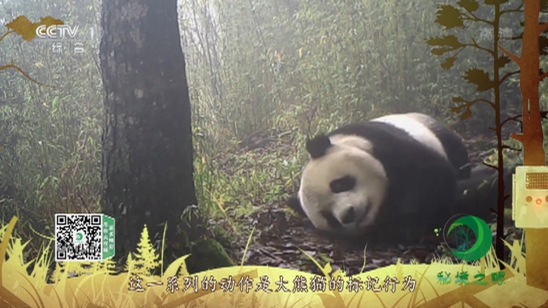 《秘境之眼》 大熊猫 20211022