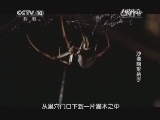 自然传奇 《自然传奇》 20140515 沙漠隐形杀手