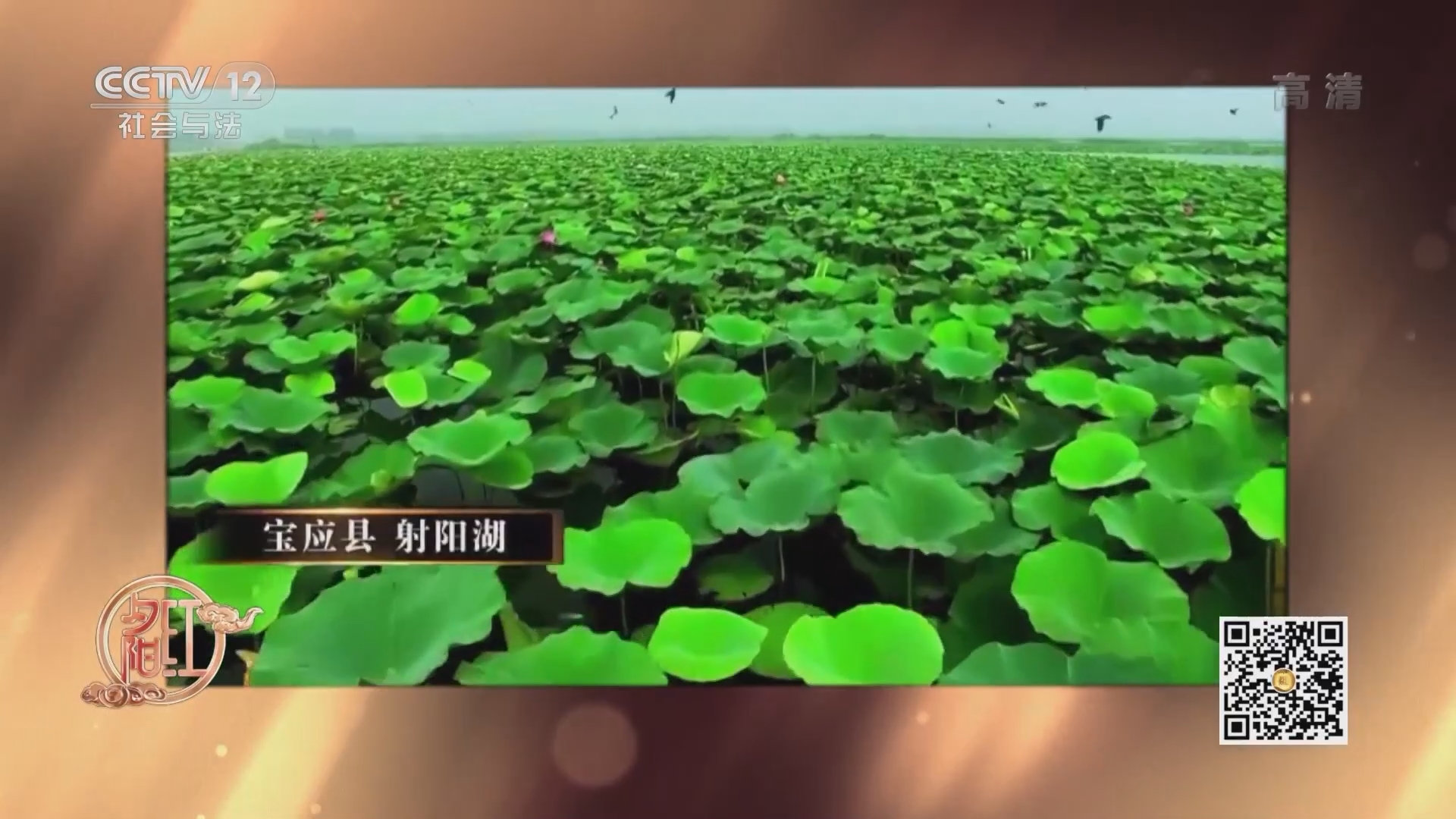 《夕阳红》 20211116 时尚全知道——无独有“藕”