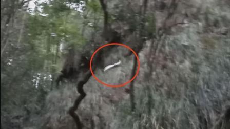 来到福建最后一处原始森林 意外发现罕见珍禽野生白山鸡