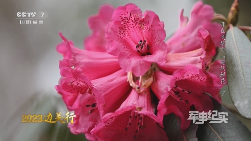 军事纪实 《军事纪实》 20230411 2023边关行 开在高黎贡山巅的鲜花 下
