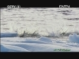 人与自然 《人与自然》 20121013 自然故事 北极熊的夏天——母与子