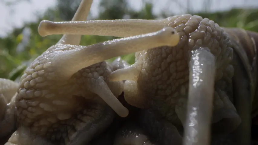 《花园的秘密》第4集