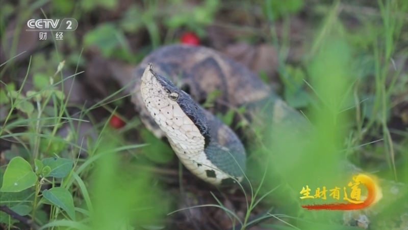 生财有道 《生财有道》 20250602 北纬30° 蛇毒出财富