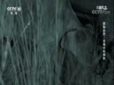 自然传奇 《自然传奇》 20171001 探秘自然·逆境中的狮群