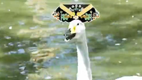 迷妹专访 迷妹专访×钮祜禄·鹅：本尊现身！