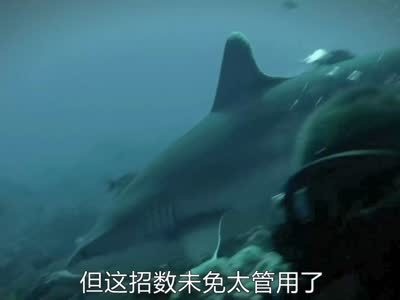 《鲨鱼周》第四期 恐怖鲨鱼岛藏致命狂鲨