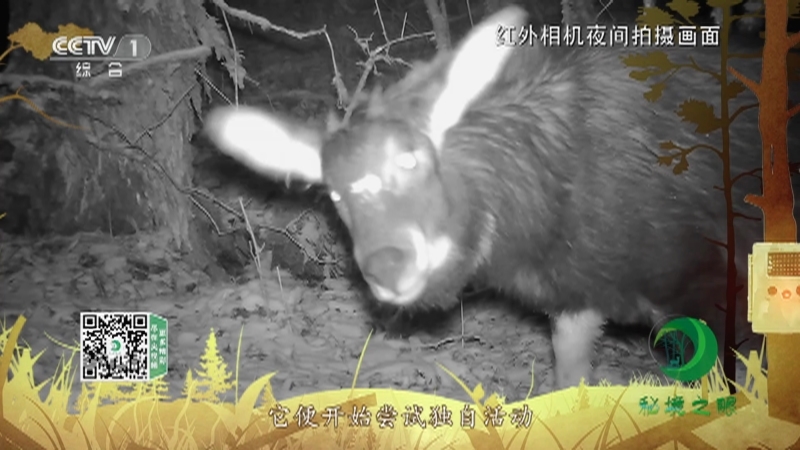 秘境之眼 《秘境之眼》 中华鬣羚 20230505