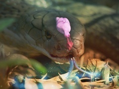 毒液传奇（Legends of Venom Season 1）第1集：眼镜蛇