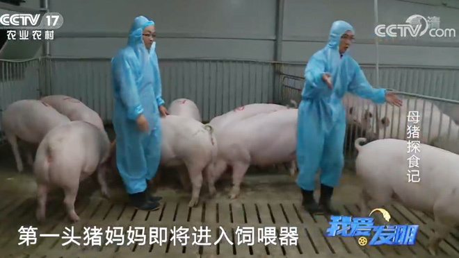 我爱发明 《我爱发明》 20200619 母猪探食记