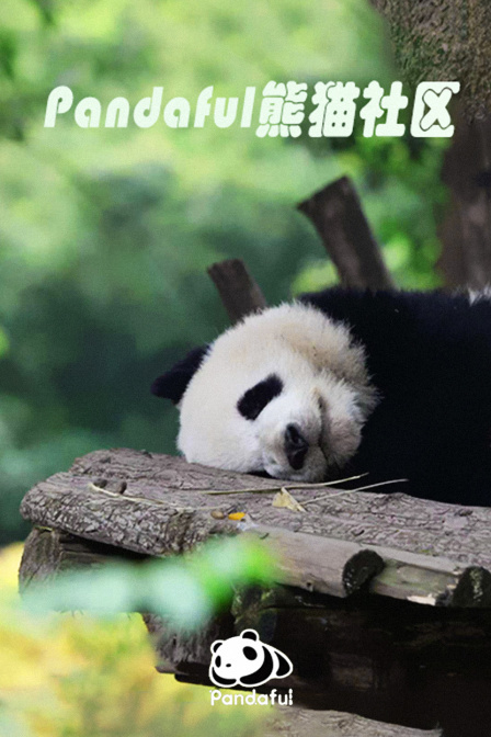 Pandaful熊猫社区